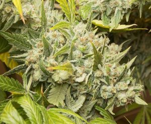 skunk #1 Premium Cannabis Seed market Indoor Growing Strains