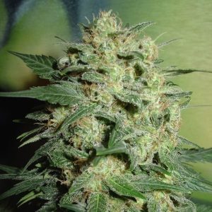 Northern Lights Premium Cannabis Seeds  Indoor Growing Strains