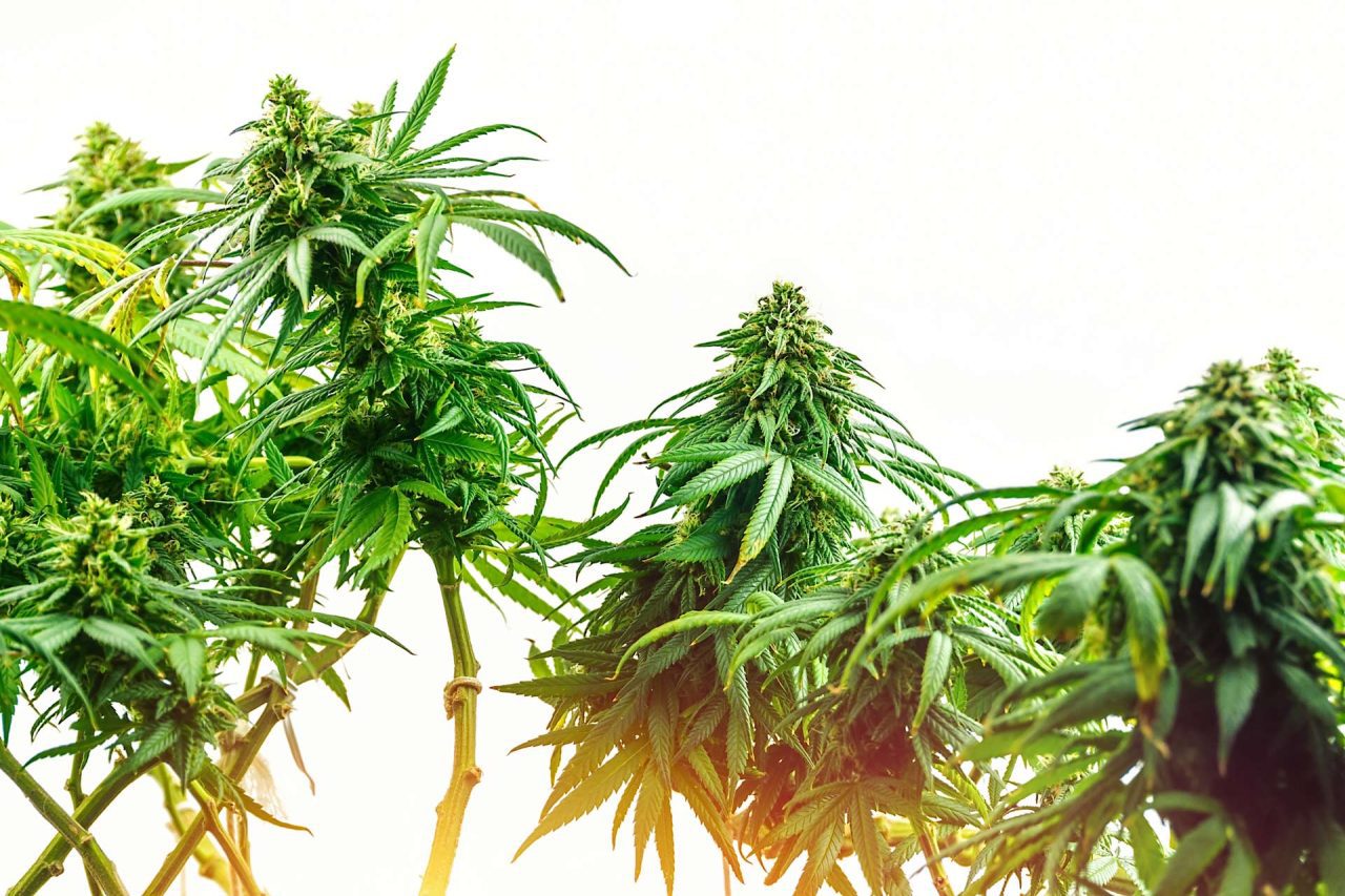 homegrown cannabis seeds