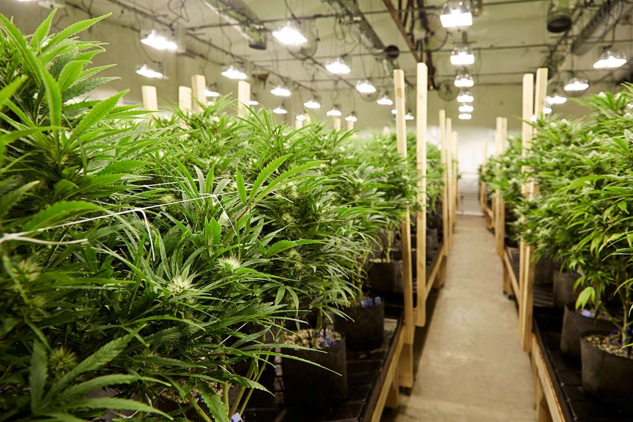 best indoor seeds for cannabis