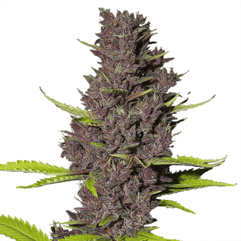 sativa blue dream plant from cannabis seed