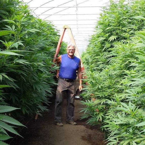 homegrown cannabis outdoor