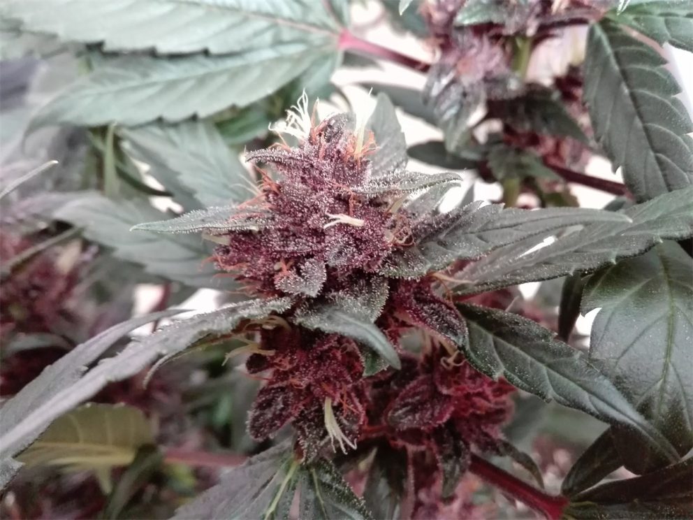 purple buddha cannabis plant