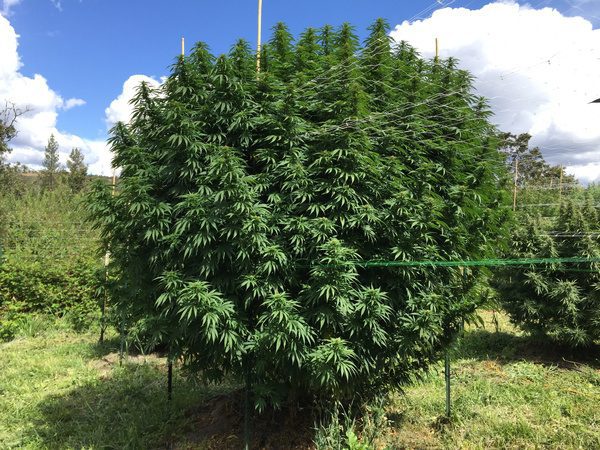 cannabis seed bank outdoor grow
