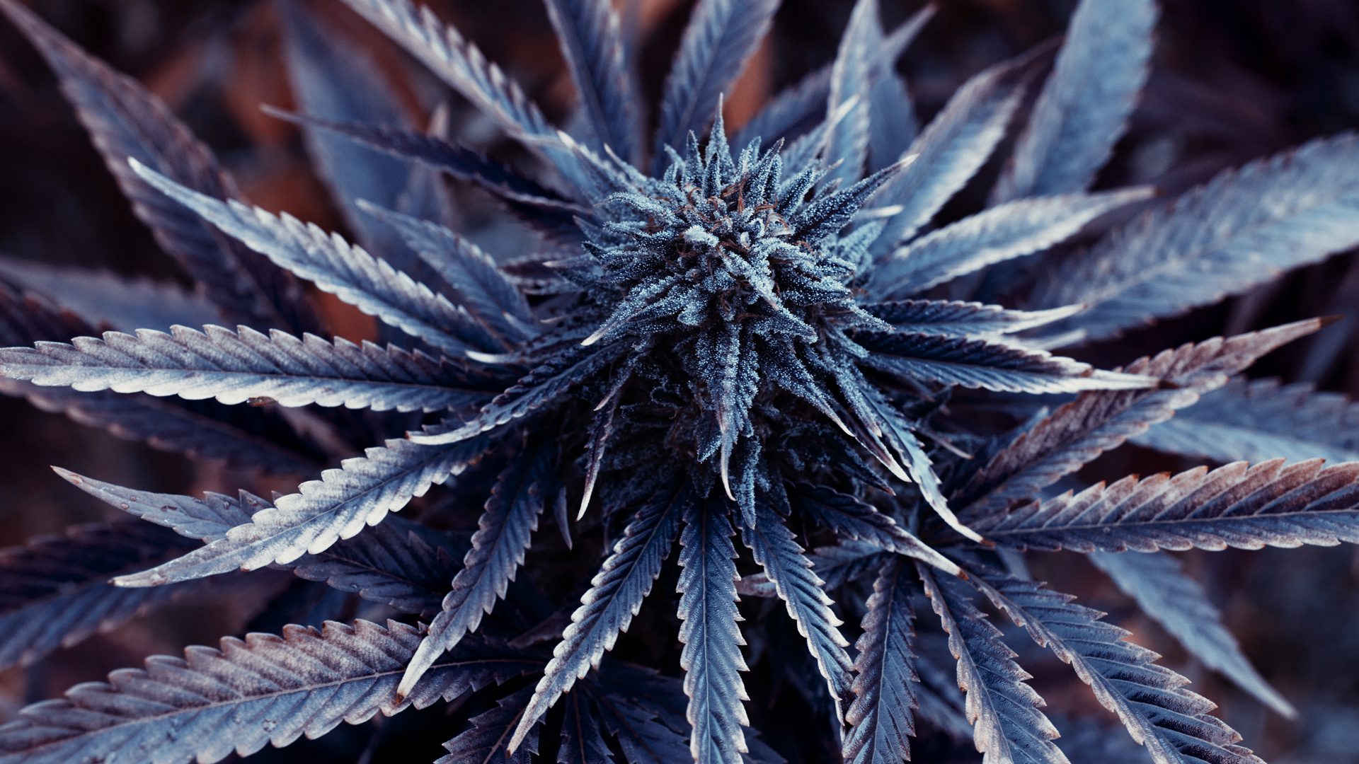landrace cannabis strains