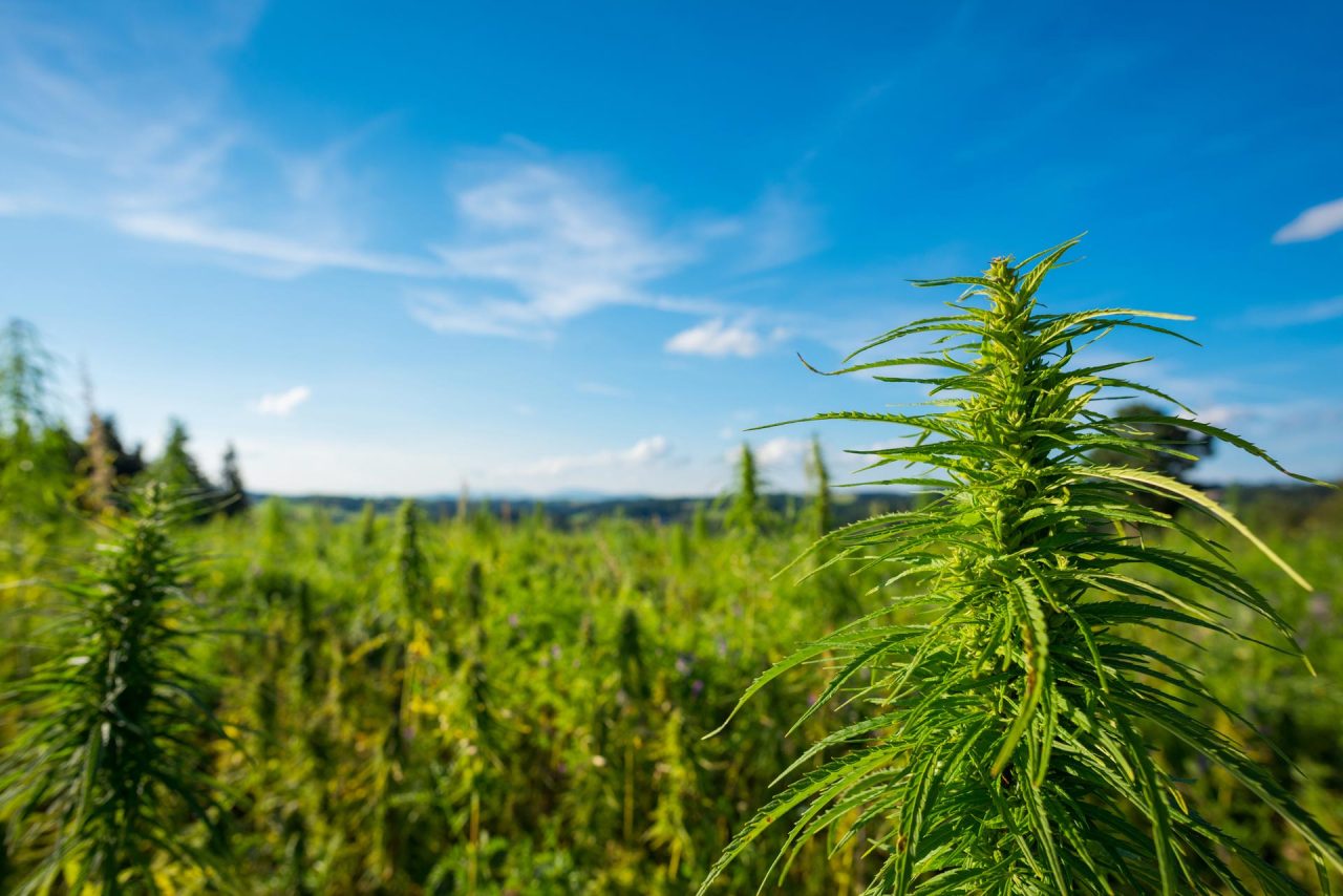 cannabis farm outdoors