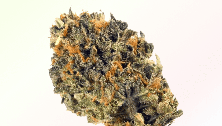 granimals strain cannabis
