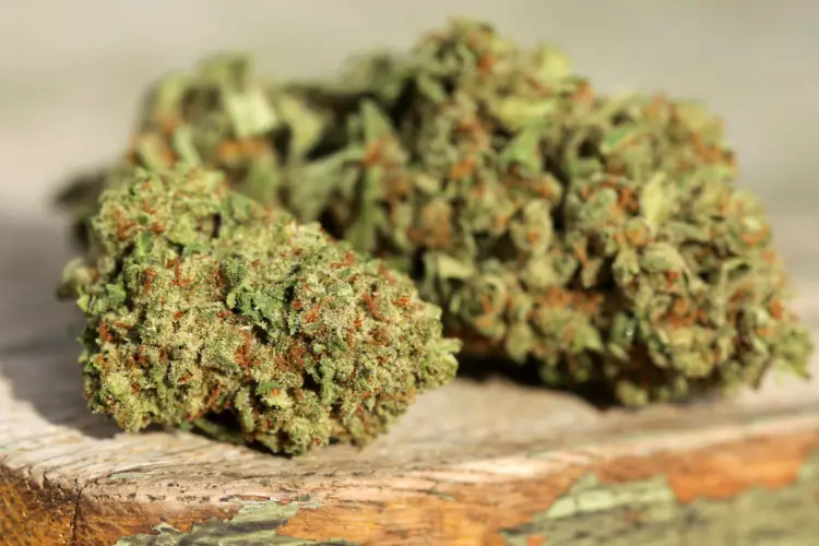 motor breath cannabis strain buds