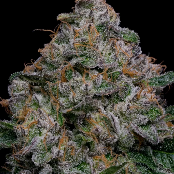 Blue Dream Premium cannabis seeds online