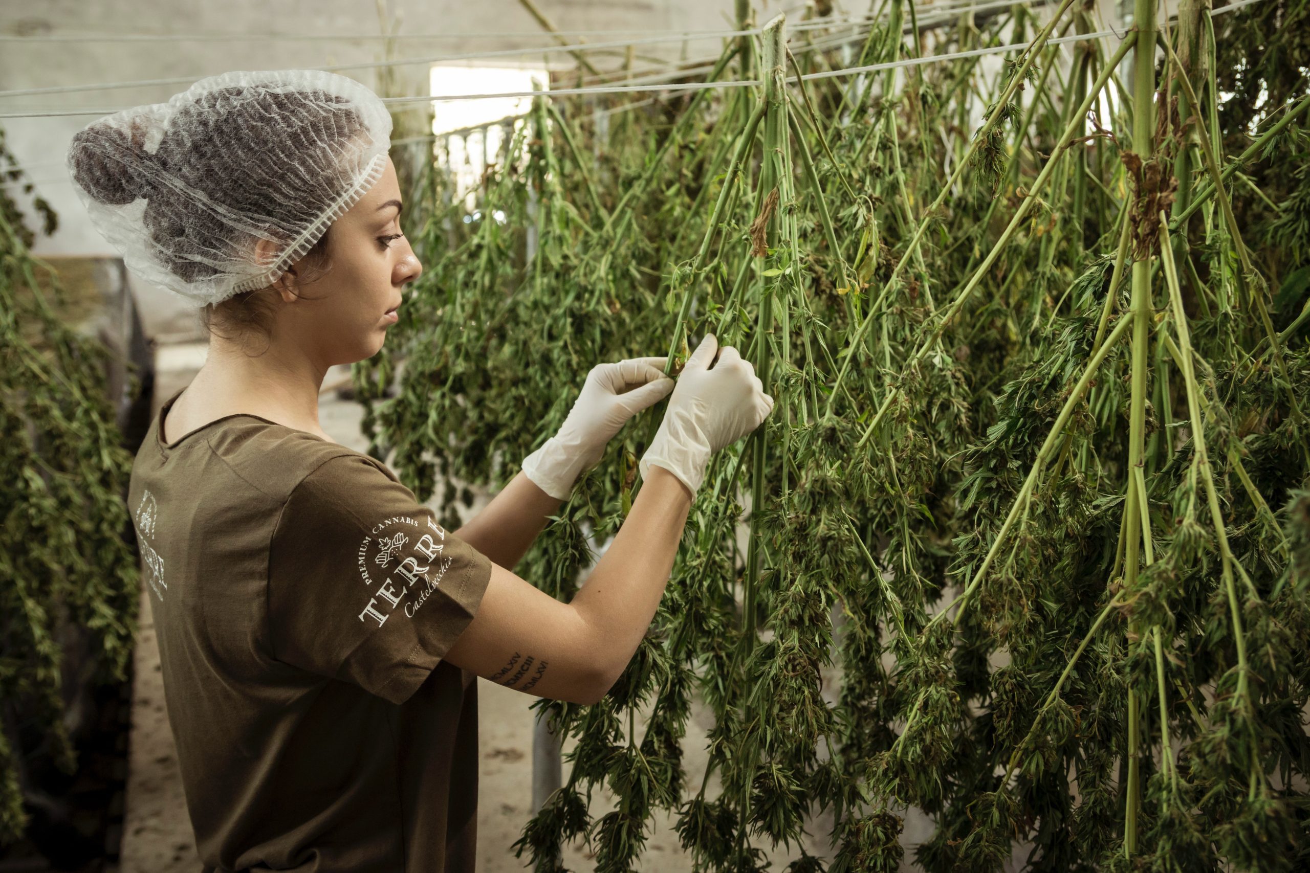 a woman harvests cannabis